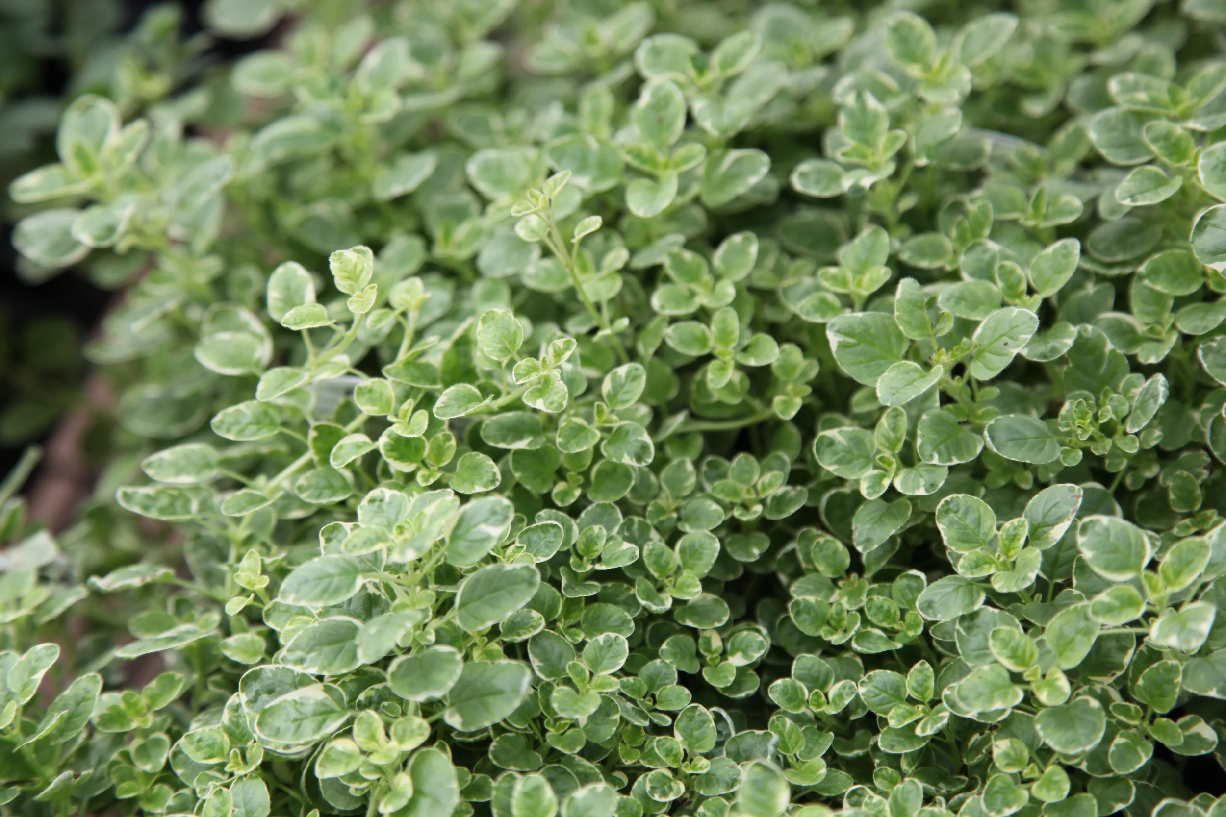 Herbs — Country Flower Farms Garden Center